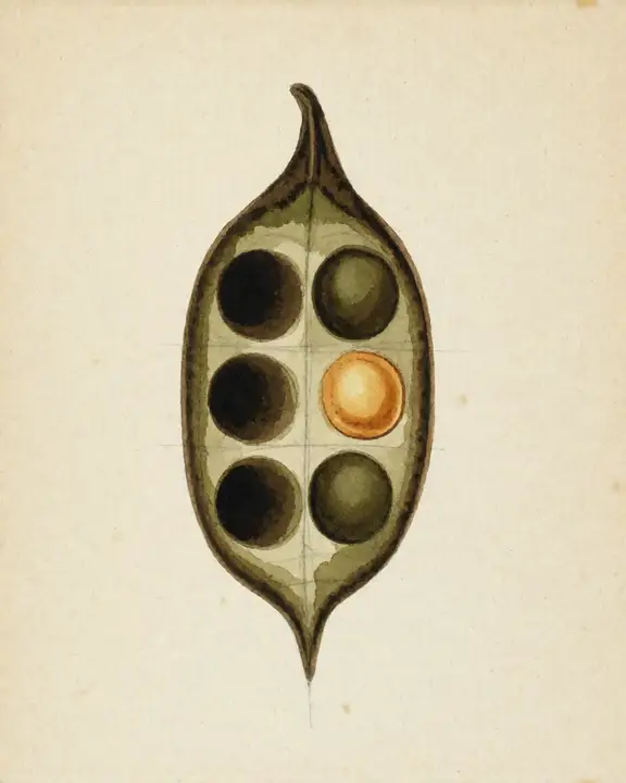 A second study of the same seedpod, rounder and more heavily shaded, with faint graphite construction lines still visible around it.