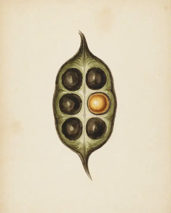 A single seedpod painted on aged cream paper, split open to show six dark seeds in a row with one lit amber, drawn in the style of a botanical specimen plate.